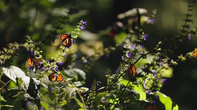 Close-up of several monarch butterflies in Mexico resting on sunlit plants at sunset, gently moving from flower to flower. Their wings touch as they interact, flutter, and share the warm golden air.