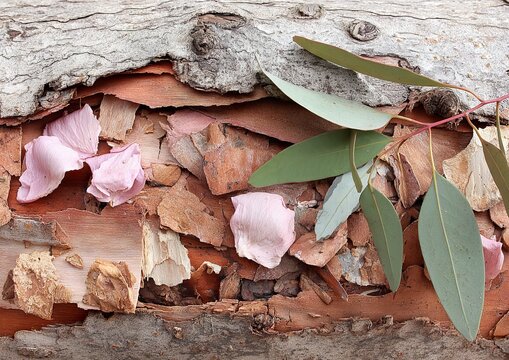 The colorful abstract texture pattern of Eucalyptus bark