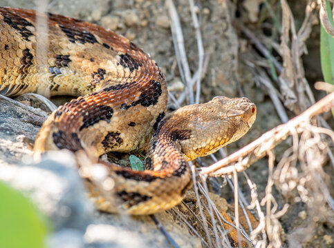 Timber Rattlesnake in Rocky Habitat in the Wisconsin Driftless Area