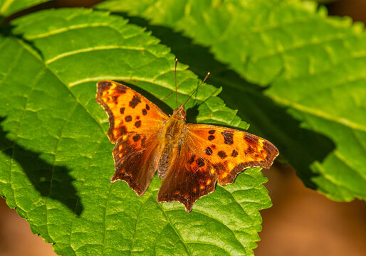 Eastern comma butterfly (Polygonia comma) resting on a green leaf at a forest edge in early evening light at Wyalusing State Park in Grant County, Wisconsin.