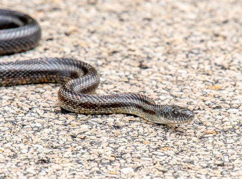 Gray ratsnake (Pantherophis spiloides) crossing an asphalt road in Grant County, Wisconsin. After photographing, the snake was safely moved off the road.