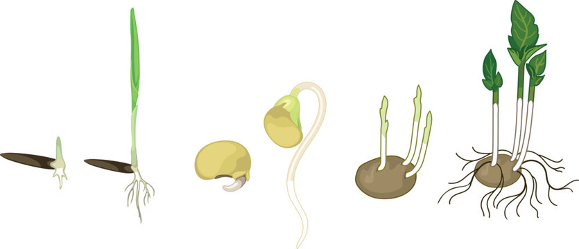 Plant reproduction and germination vector set. Monocot, dicot seeds and potato tuber sprouting process isolated on white background