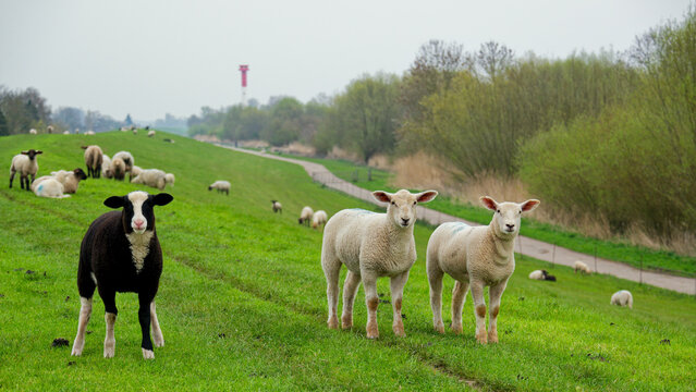 Schafe am Elbdeich