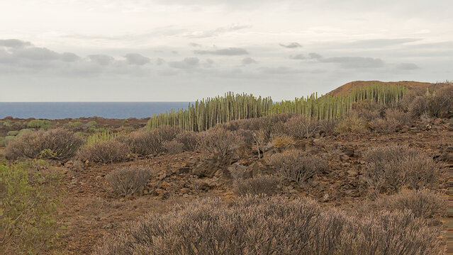 shrubland on the coast of the calm blue Atlantic ocean in Tenerife, Canary Islands, Spain 