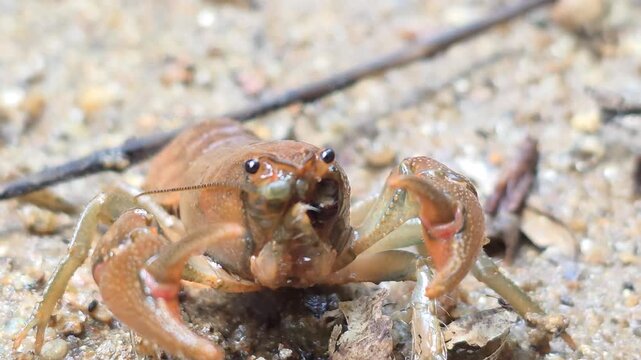 



Macro Shot of a Crayfish in the Wild Water Environment 14



