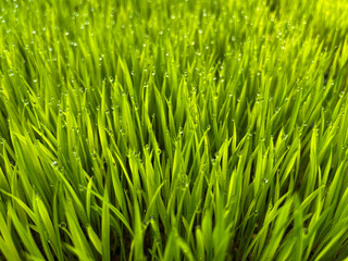 Fototapeta premium fresh young rice seedlings (paddy) glowing in the early morning sunlight 