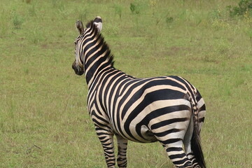 Obraz premium Elephants in Akagera National Park Rwanda – African Safari Wildlife Photography