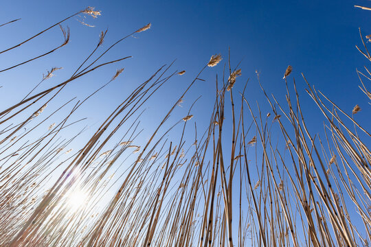Backlit tall reed grass rises from a coastal wetland marsh, their golden stems silhouetted against a clear blue sky and bright sunlight, evoking calm, openness, natural texture and airy minimalism