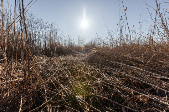 Sunlit dry reeds and tangled dried grass create a serene spring marsh landscape with bright low-angle sun and subtle lens flare, evoking quiet solitude, stillness and natural textures