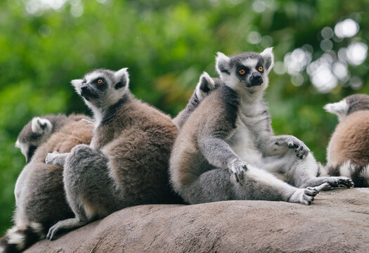 Ring-tailed Lemurs
