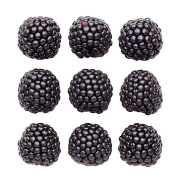 Six fresh blackberries arranged in a perfect grid on a solid white surface showing intricate textured drupelets and organic vitality in a clean culinary concept