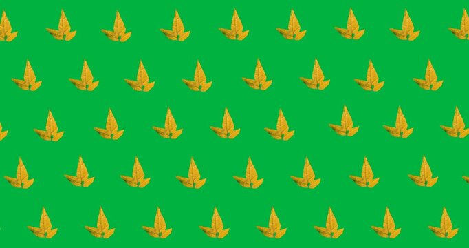 Digital animation of multiple autumn maple leaves in seamless pattern against black background