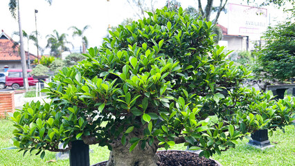 Fototapeta premium Beautiful Ficus bonsai tree with dense green foliage in a large pot outdoors.