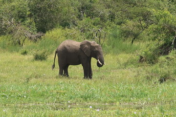 Fototapeta premium Elephants in Akagera National Park Rwanda – African Safari Wildlife Photography