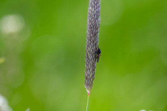 A red-shanked midge sits on a plant in nature