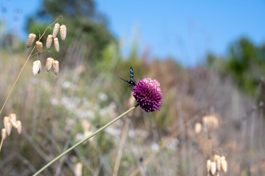 A burnet moth butterly on a flower