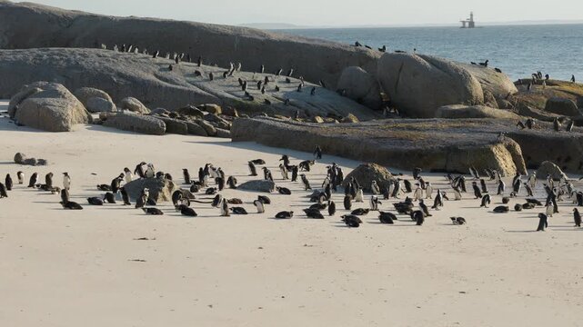 Slow Motion Panning Shot of African Penguin Colony at Boulders Beach, Simon's Town Cape Town South Africa