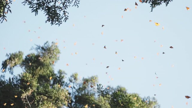 A vast colony of monarch butterflies in Mexico fills the sky and forest. At sunset they blanket tree branches, then lift together, swirling above grass before gently settling again in golden light