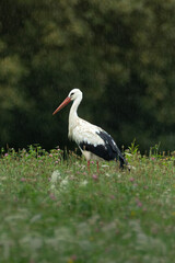 Fototapeta premium Stork under the rain