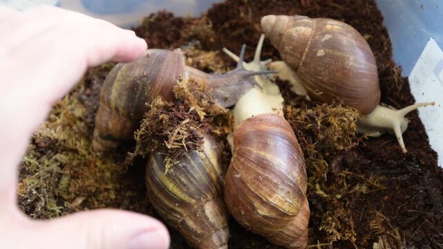 A fascinating close up of several giant african land snails moving slowly in a terrarium. The mollusks interact with each other