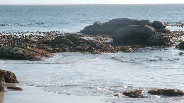 Panning Shot of African Penguin Colony at Boulders Beach, Group of Penguins on the Coast in Simon's Town South Africa