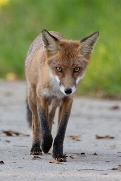 Beautiful fox