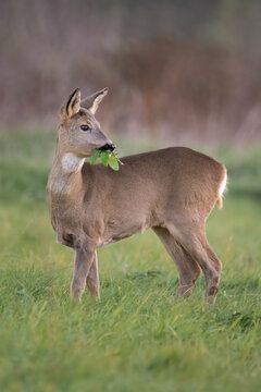 Roe deer and grass