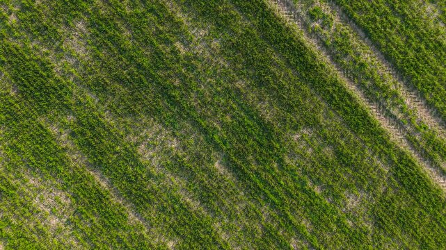 Wheat field poor growth patchy crops with dry soil and uneven sprouts across farmland. Agricultural land showing drought impact and weak cereal development. Farming crisis with reduced yield and