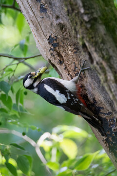 Woodpecker bringing food
