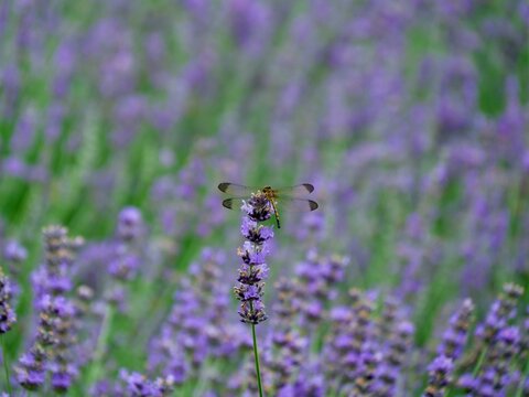 NAKAFURANO, JAPAN &ndash; JULY 28, 2025: A majestic Golden-ringed Dragonfly (Anotogaster sieboldii) rests on a blooming lavender stem at Farm Tomita in Hokkaido during the peak of summer.