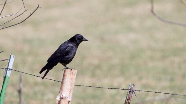 A crow cawing in slow motion while on a fence post in the Wyoming wilderness.