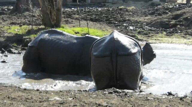 Fighting Indian rhinoceros bulls, its scientific name is Rhinoceros unicornis