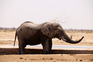 Fototapeta premium Elefant in der Badewanne