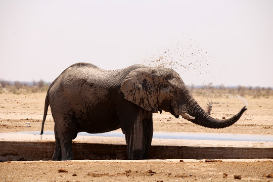 Elefant in der Badewanne