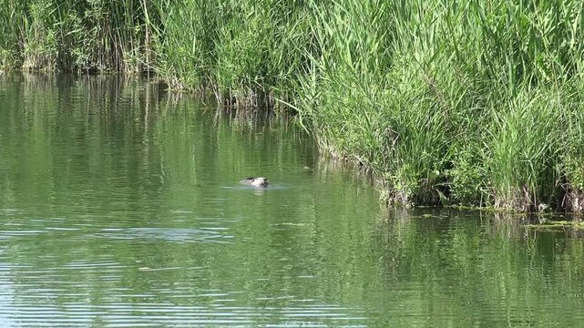 Real wild Nutria (Myocastor coypus) semiaquatic rodent swimming in natural lake habitat. Cinematic 4K footage captures the herbivorous Coypu feeding the swampy reed marsh environment.
