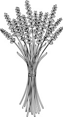 Continuous one line of a lavender stems bundle, aromatic botanical vector design symbolizing calmness and relaxation, style hand drawing illustration. © Haus