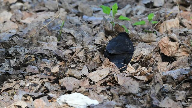blackbird  IN THE UNDERGROWN, Turdus merula, male, blackbird , blackbird EATS,  vegetation, underground, dead leaves, leaves, water, bird, Garda lake, Italy
