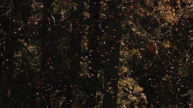 Thousands of monarch butterflies gather in Mexico, covering trees in glowing orange at sunset. Wings flutter as they rise into the warm air, drift back to leaves, and shimmer like living light in