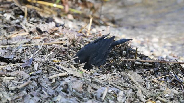 blackbird  IN THE UNDERGROWN, Turdus merula, male, blackbird , blackbird EATS,  vegetation, underground, dead leaves, leaves, water, bird, Garda lake, Italy
