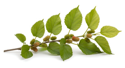 Fototapeta premium Green leaves on a tree branch.