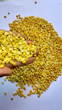 Palm of man Pouring Toor Dal Grains on White Background