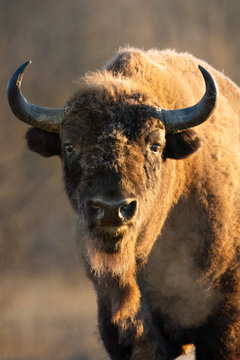 Bison close up