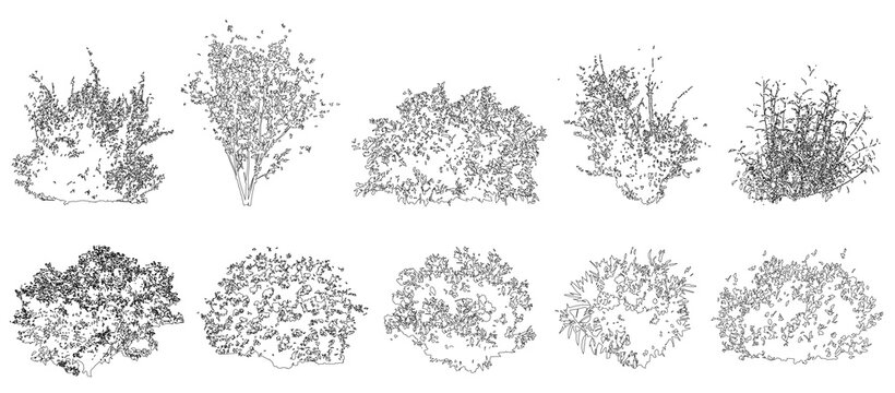 Set of shrubs and bushes in elevation view for use in architectural drawings - isolated on transparent background	