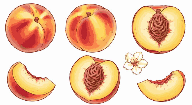 Fresh peaches illustrated in watercolor style, whole and sliced