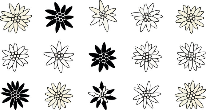 Fifteen edelweiss flower in black and cream colors on white background symbol