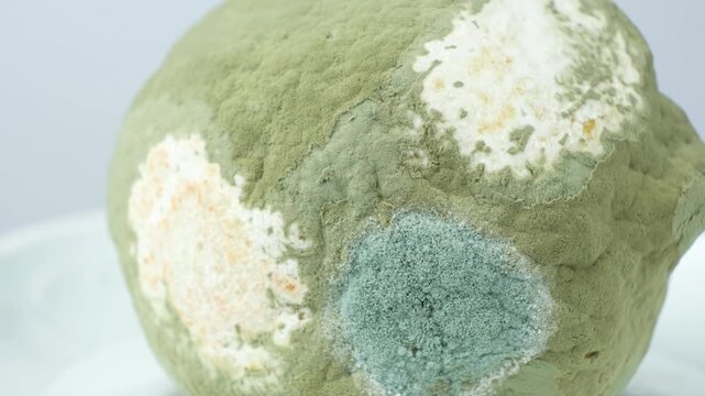 Close-up of green mold growing on a rotten fruit lemon.