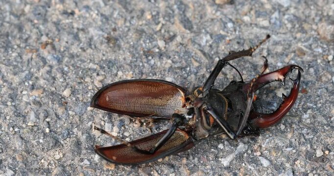 Severely injured, movements visible, male stag beetle (Lucanus cervus) lying on its back in a Southern German forest in spring, with its body eaten by a bird.