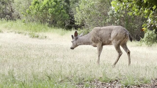 Three mule deer bucks scratch and stand in a field