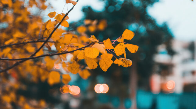 Yellow leaves on a tree branch in a city park during autumn evening