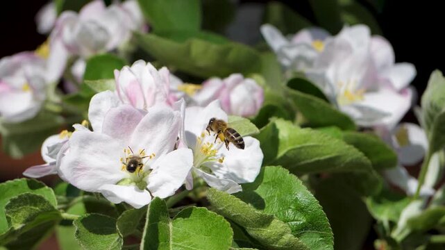 On spring day branches of apple tree are adorned with beautiful blossoms. Hallmark of organic farming. Pollination ensuring continuity of its reproductive cycle